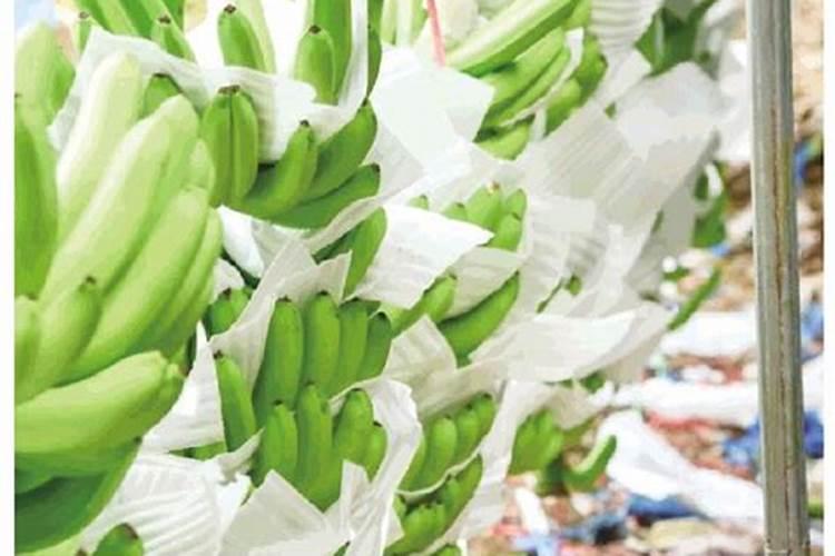 香蕉用什么肥料好