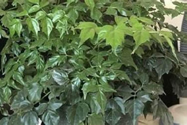 幸福树需要什么样的肥料最好