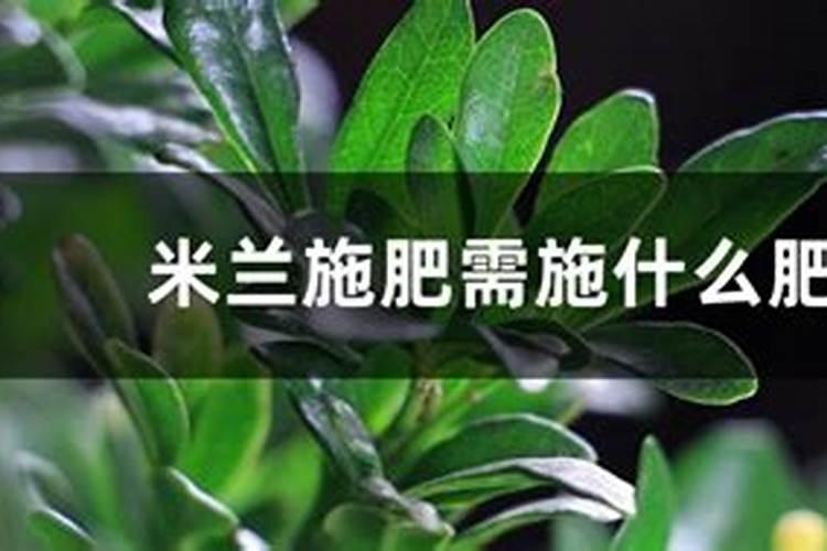 盆栽米兰施什么肥最好