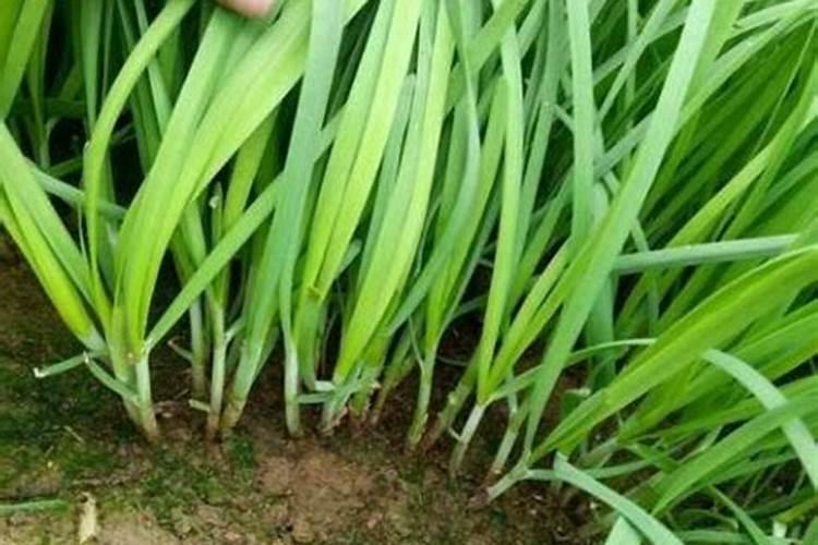 韭菜根的种植方法和时间