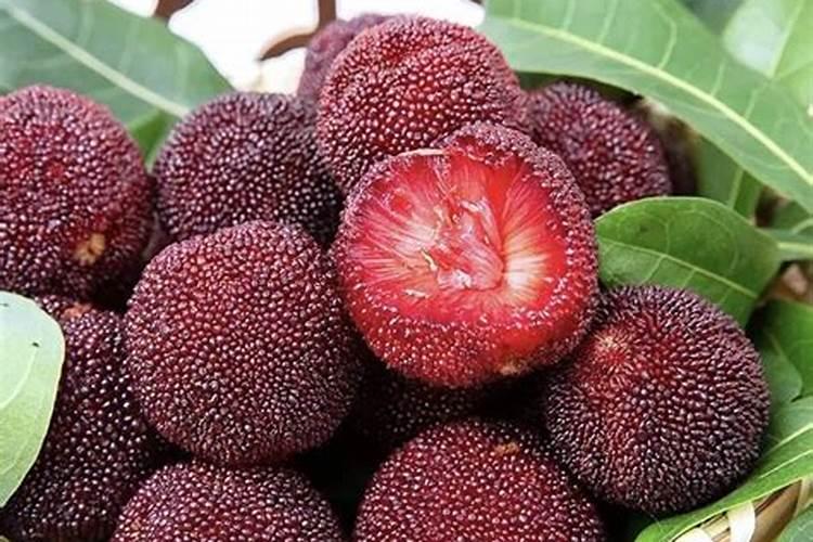 促进开花结果施什么肥(嘉宝果怎样促开花结果)
