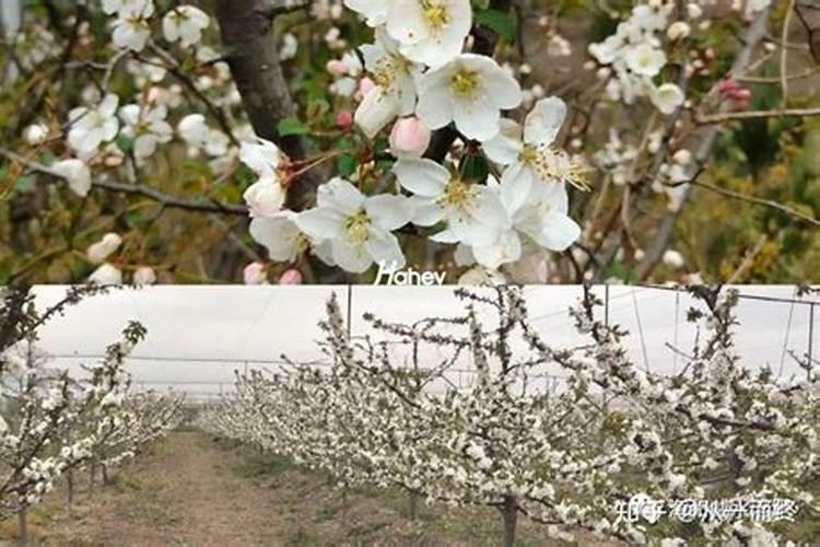 苹果树施肥4大错,最容易犯的是哪个