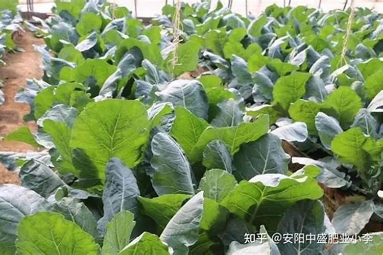 花菜喜欢什么样的肥料