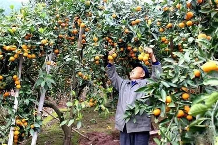 葡萄膨果期用什么肥料好