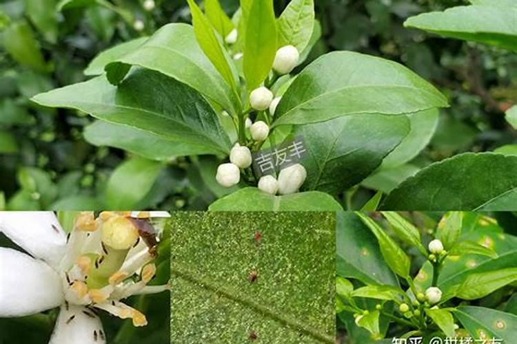 大棚茄子怎么施肥,施什么肥好