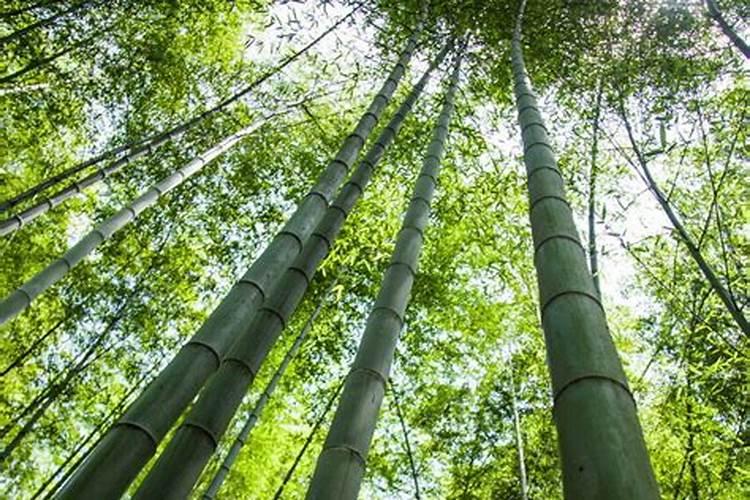 竹子的种植方法