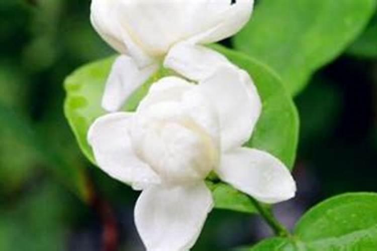 什么花肥开花最旺最香