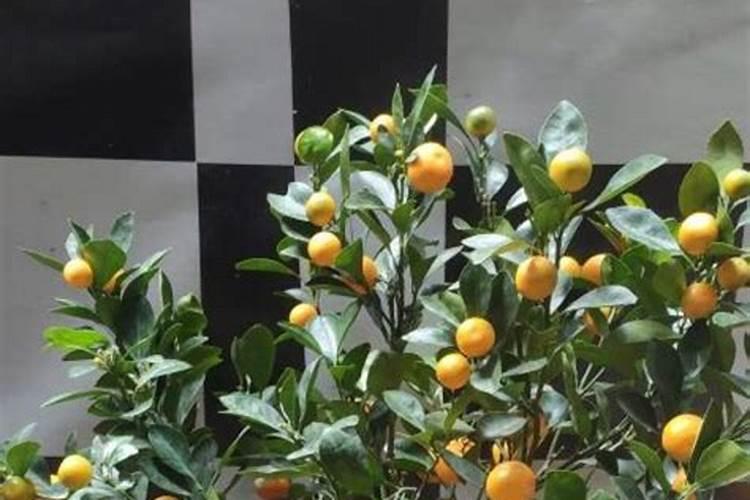 四季桔怎么养