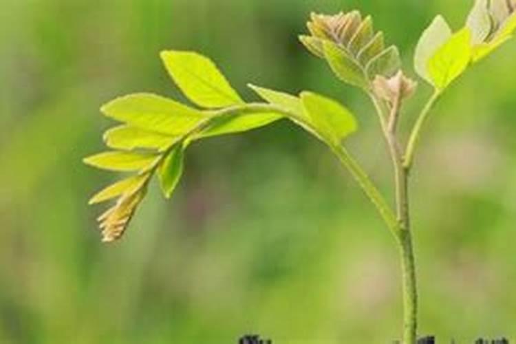 能不能把肥料稀释以后灌根？