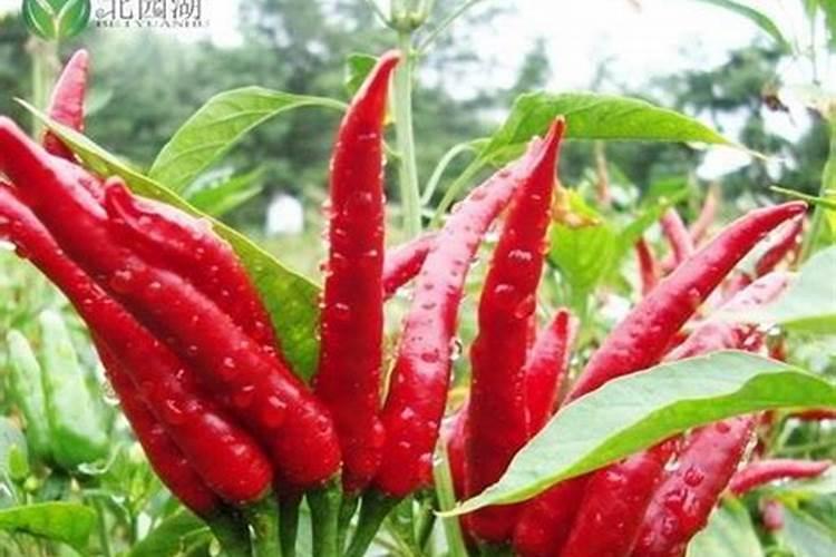 栽辣椒用什么肥料做肥做基肥