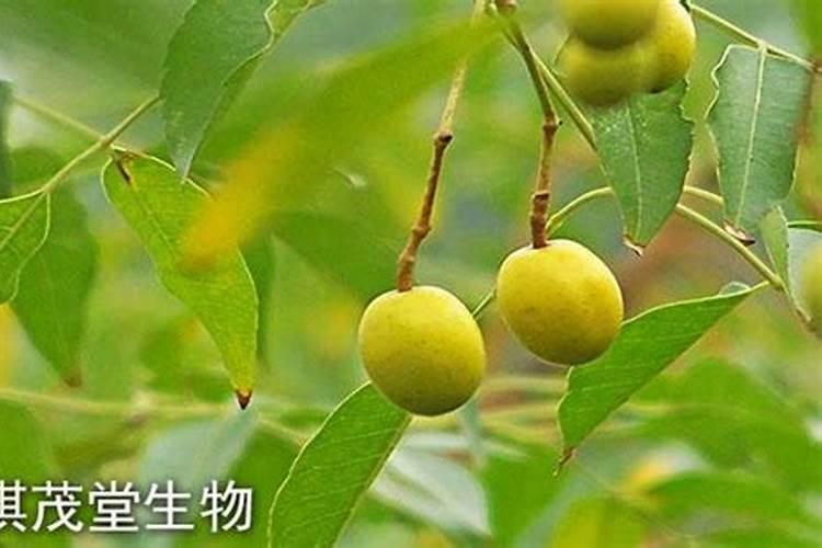 蔬菜叶面肥有哪些品种