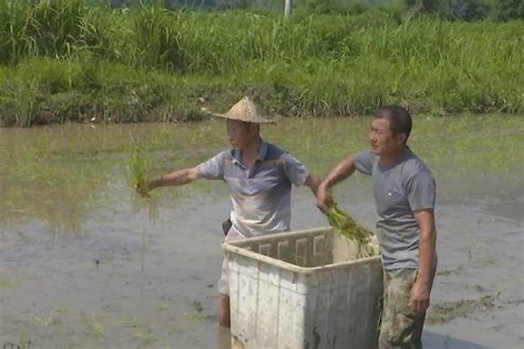 中嘉早19栽培技术要点