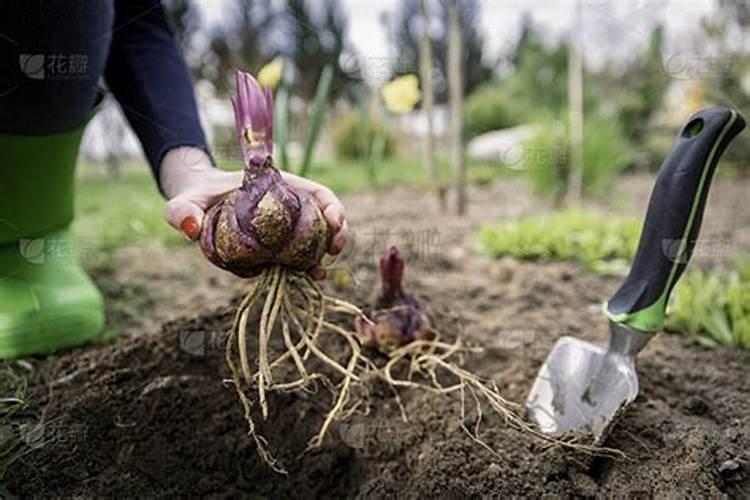 百合花开完花后植株如何处理