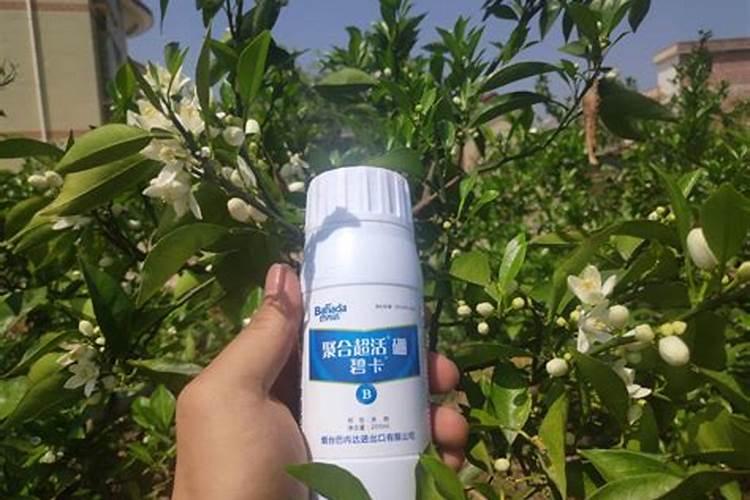 长寿花喜欢什么肥料花卉百科