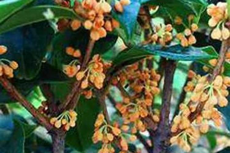 桂花树可以施复合肥吗