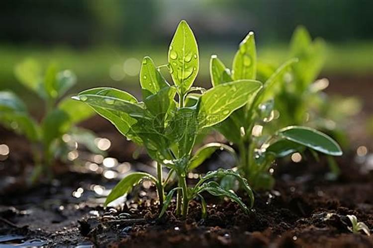 氮磷钾对植物的根茎叶分别有什么影响？