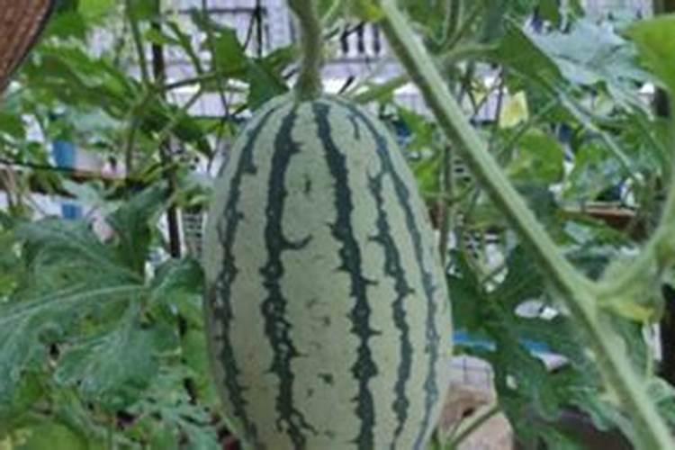 西红柿施肥的正确方法 有哪些原则和禁忌