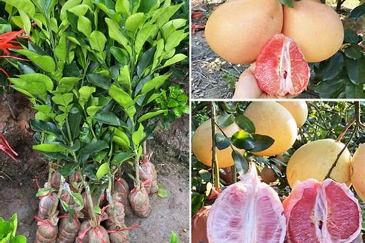 柚子树施什么肥料最好