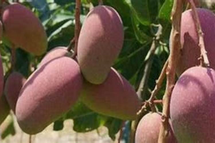 芒果新叶长这样怎么打药