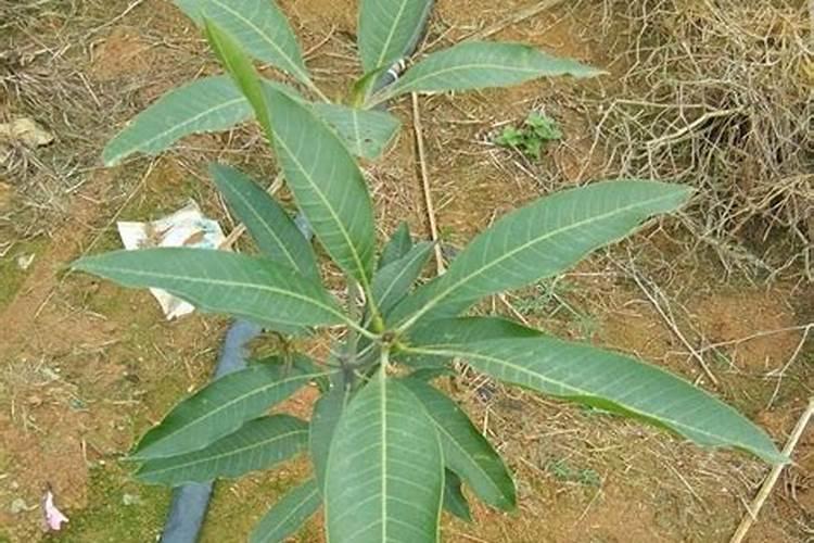 芒果苗用什么肥料长得快 芒果施肥技巧总结