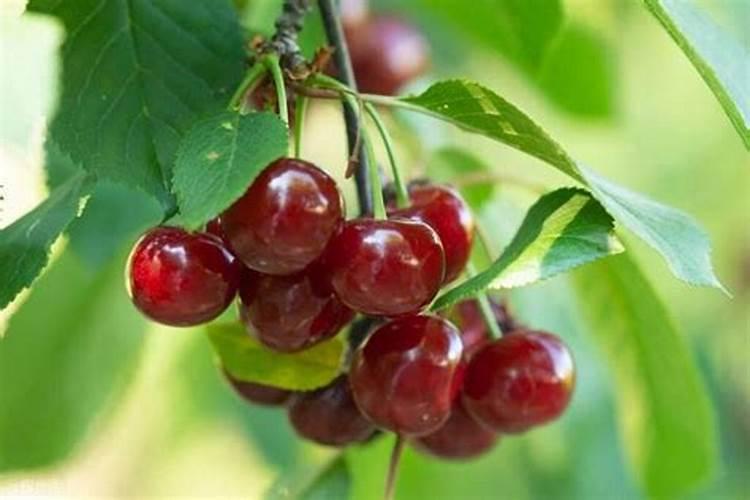 种大豆、花生等豆科植物,不需要多施氮肥,原因是( )A.土壤中氮肥较多B...