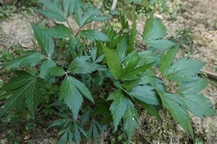 当归种植需要什么肥
