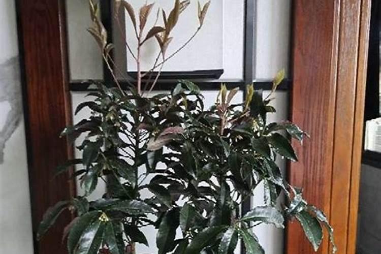 腰缠万贯花怎么养才能茂盛