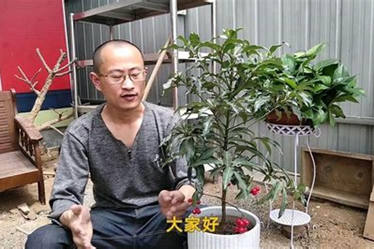 腰缠万贯花怎么养才能茂盛