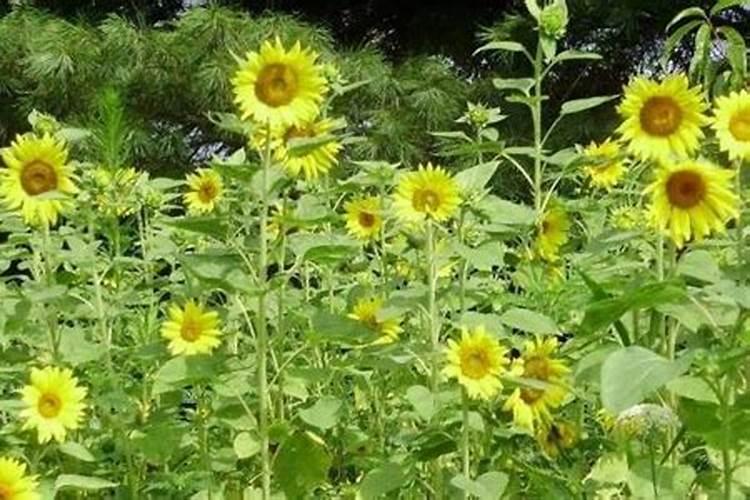 凉薯怎么种植才甜