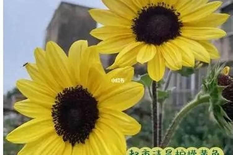 向日葵怎么施肥,向日葵怎么施肥最好