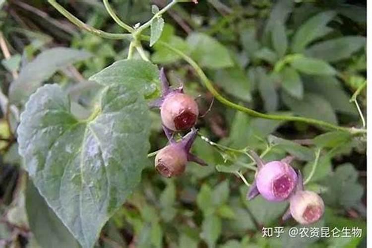 玉米喷施叶面肥效果怎么样
