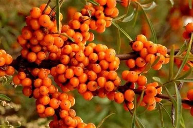 种植沙棘的正确方法