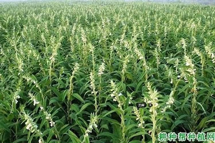 追肥是农业种植中常见的做法,怎样做芝麻追肥的效果最佳？