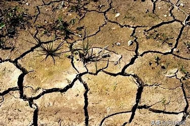 红薯用什么药治地下害虫好