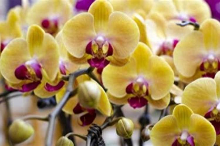 栀子花施什么肥好