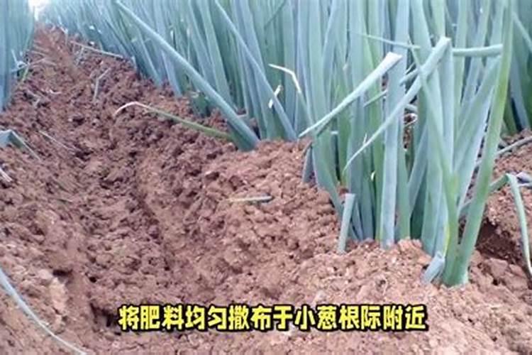 小葱苗出土后能砤化肥吗？