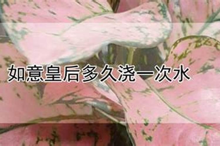 如意皇后的养殖方法及注意事项