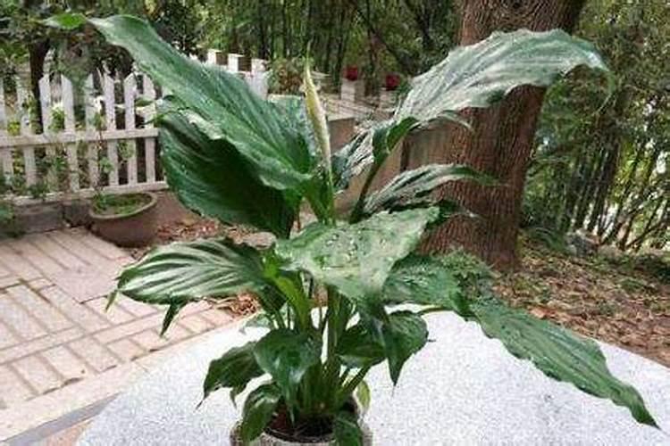 水培白掌叶子发黄怎么办