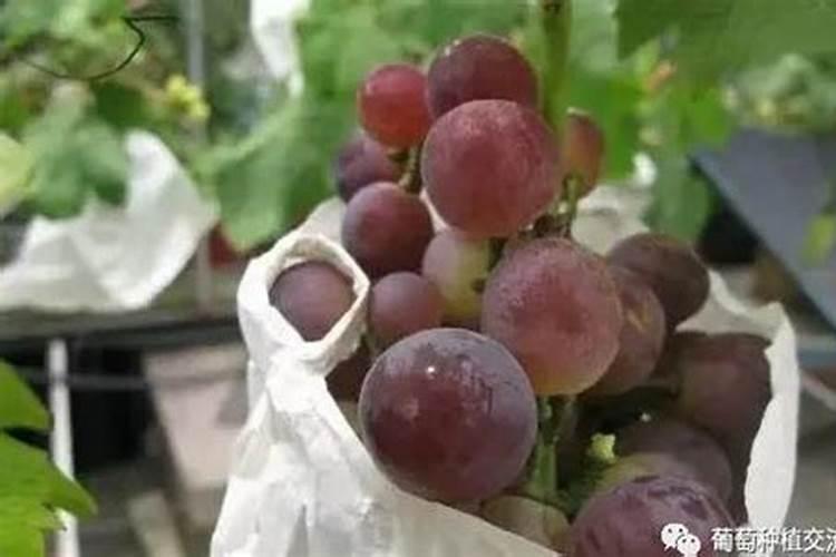 葡萄什么时候套袋最合适(为什么葡萄要用袋子套起来)