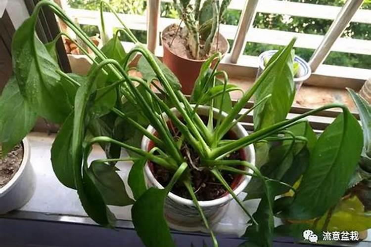 白掌怎么施肥 用什么肥料好