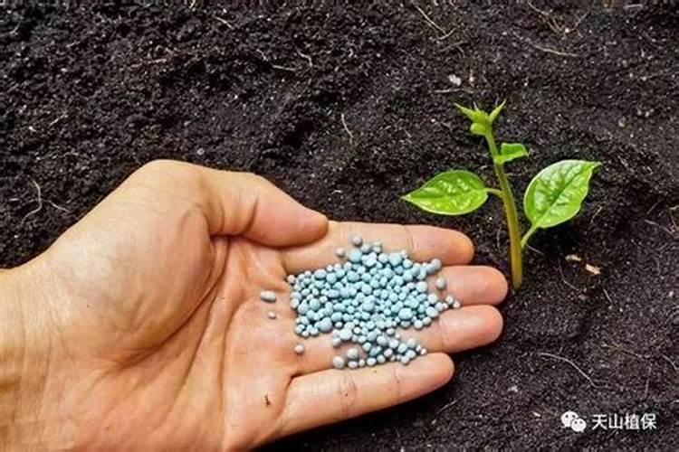 柑橘树上的青苔几月份打药合适？