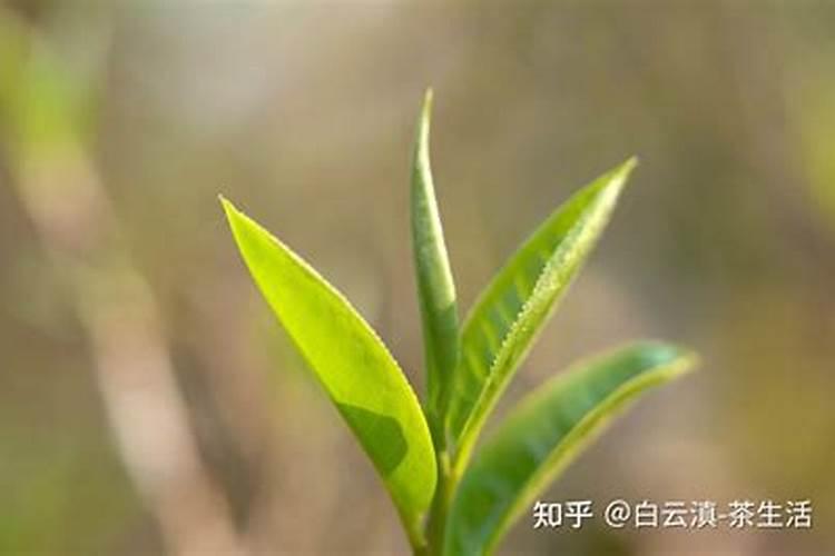 乌龙茶的功效与作用有哪些