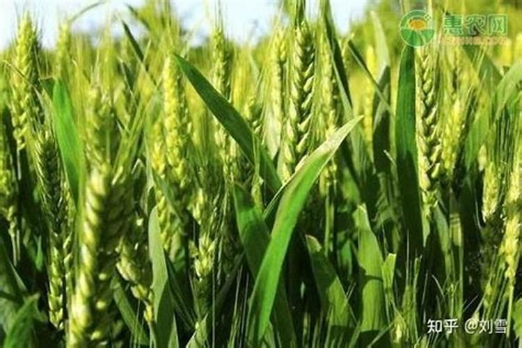 求新疆滴灌春小麦施肥技术