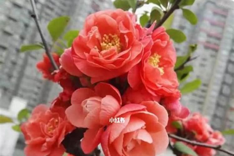 夫妻海棠花期多久