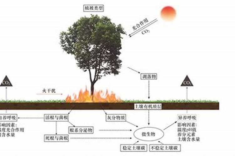 鸡蛋壳火烧成粉可以肥花树吗