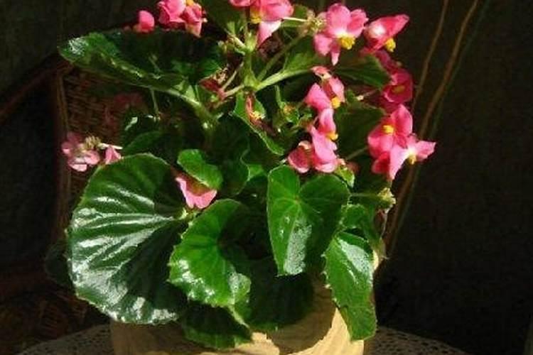 海棠花怎么施肥,海棠花施复合肥最好