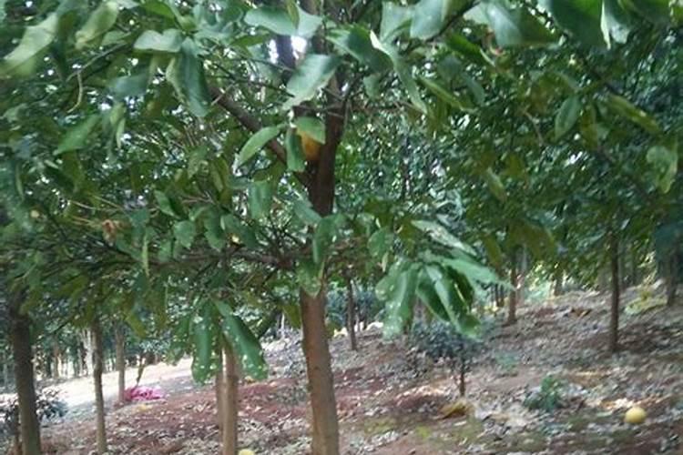 香橼种植要注意什么？