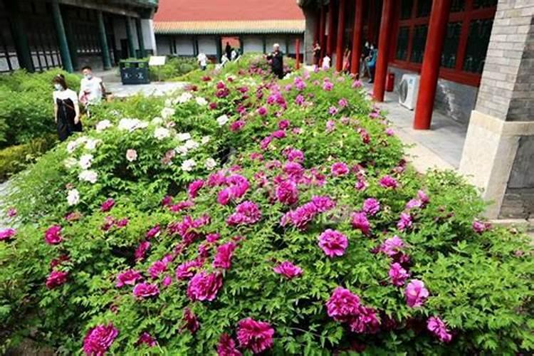 盆栽牡丹用什么肥(盆栽牡丹专用肥料指南,挑选与养护技巧)