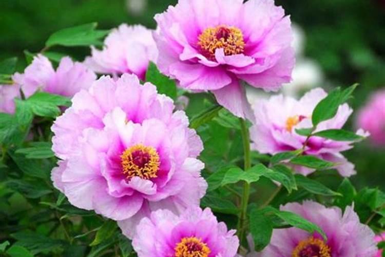 牡丹叶面肥打什么 喷肥注意事项