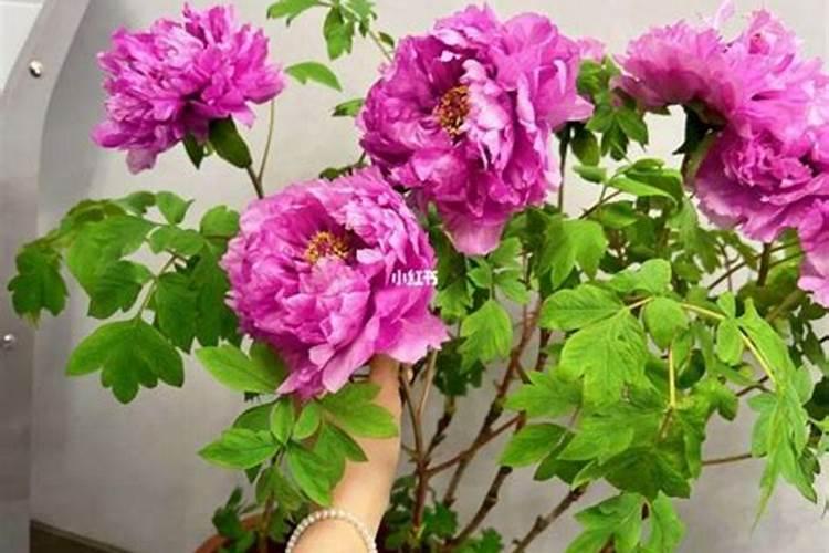 牡丹施肥用什么肥料